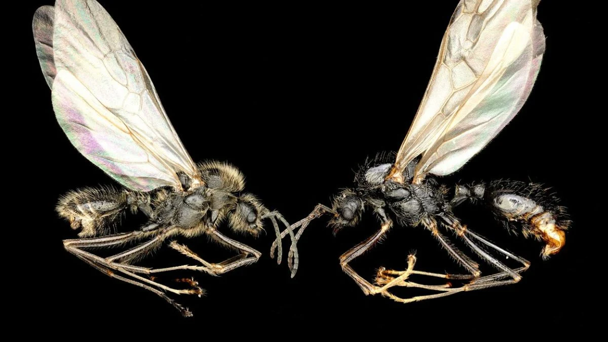 Scientists Discover Ants That Can Produce Offspring of a Different Species